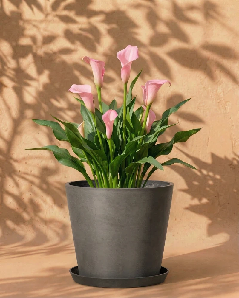Calla (rosa) - Image 5