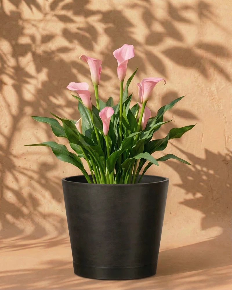 Calla (rosa) - Image 6