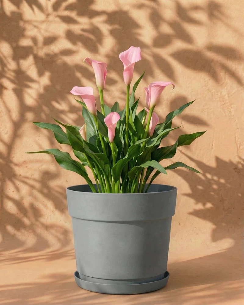 Calla (rosa) - Image 7
