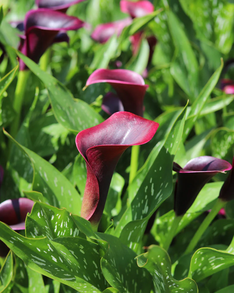 Calla (violett) - Image 2