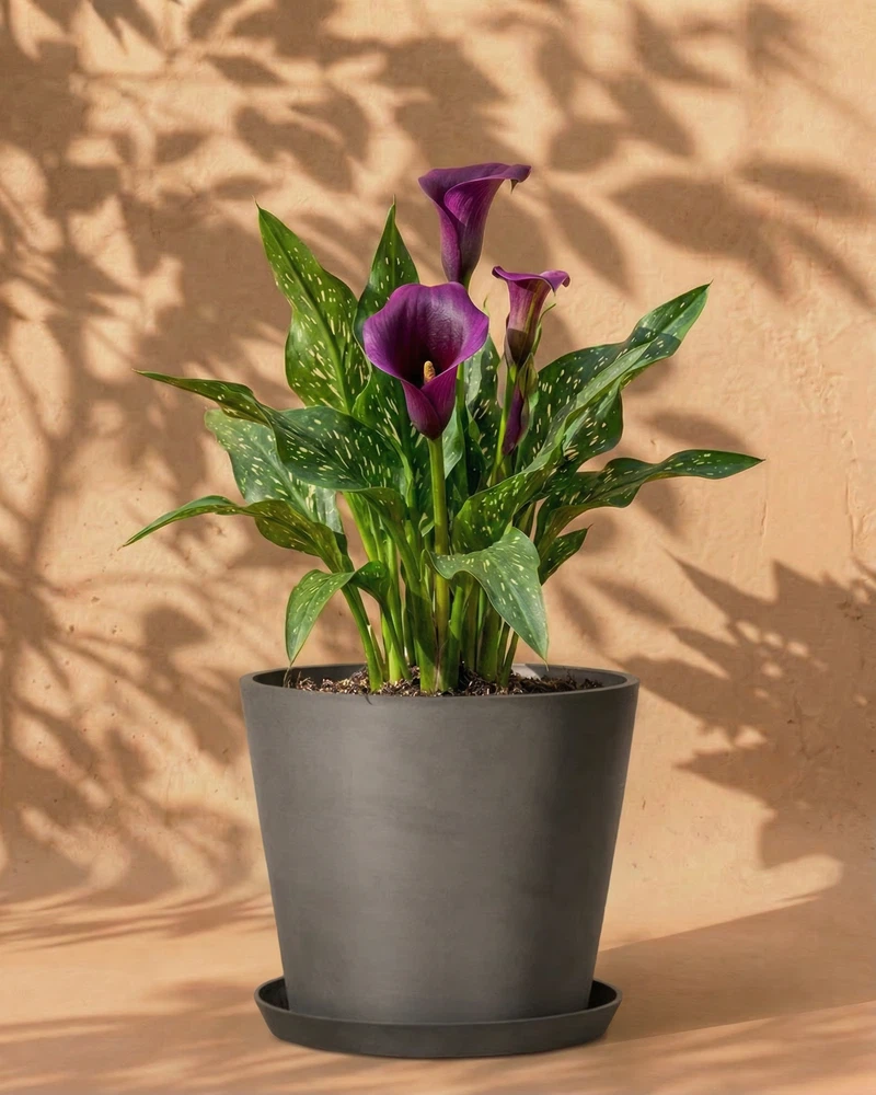 Calla (violett) - Image 5
