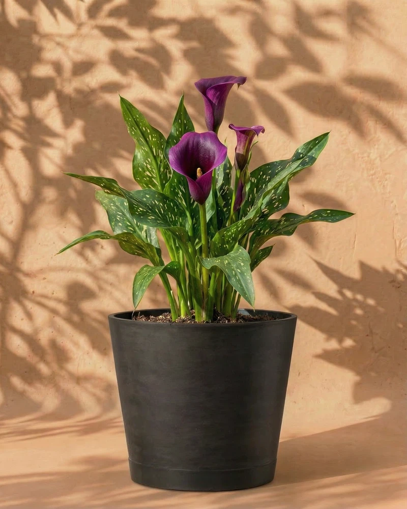 Calla (violett) - Image 6