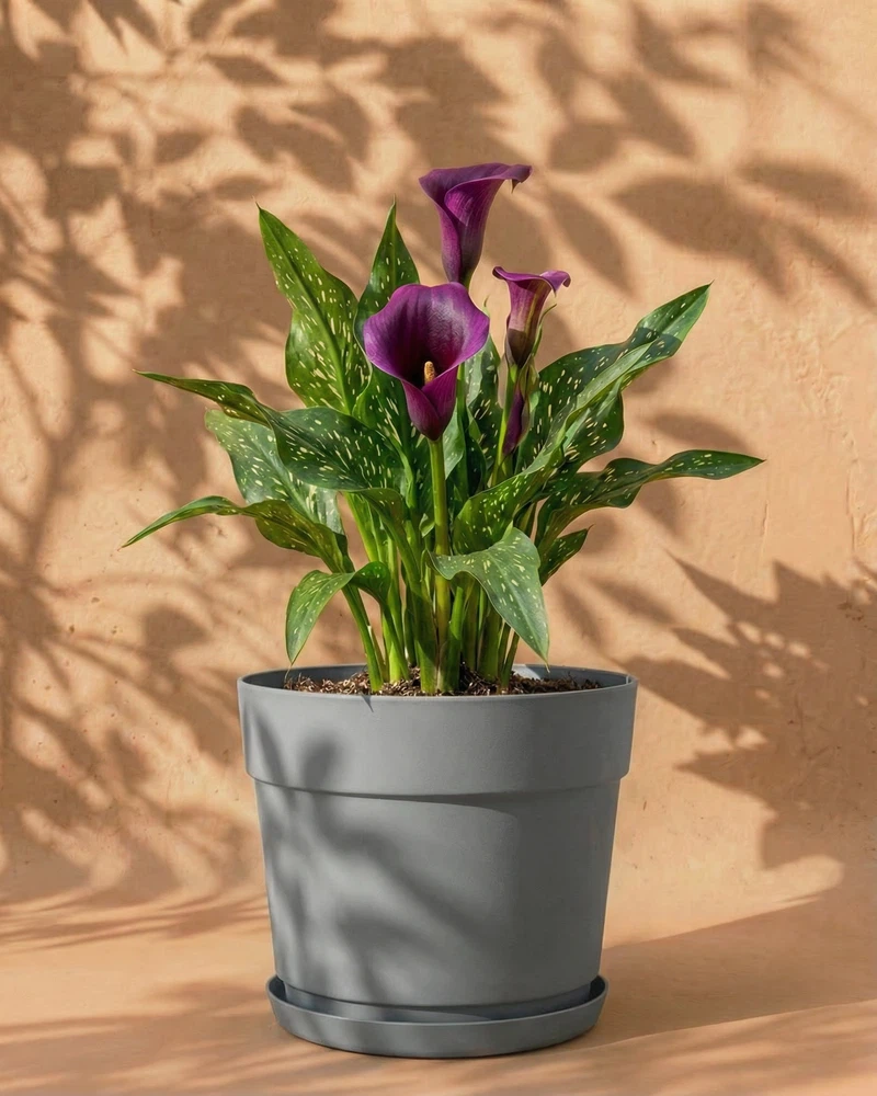Calla (violett) - Image 7
