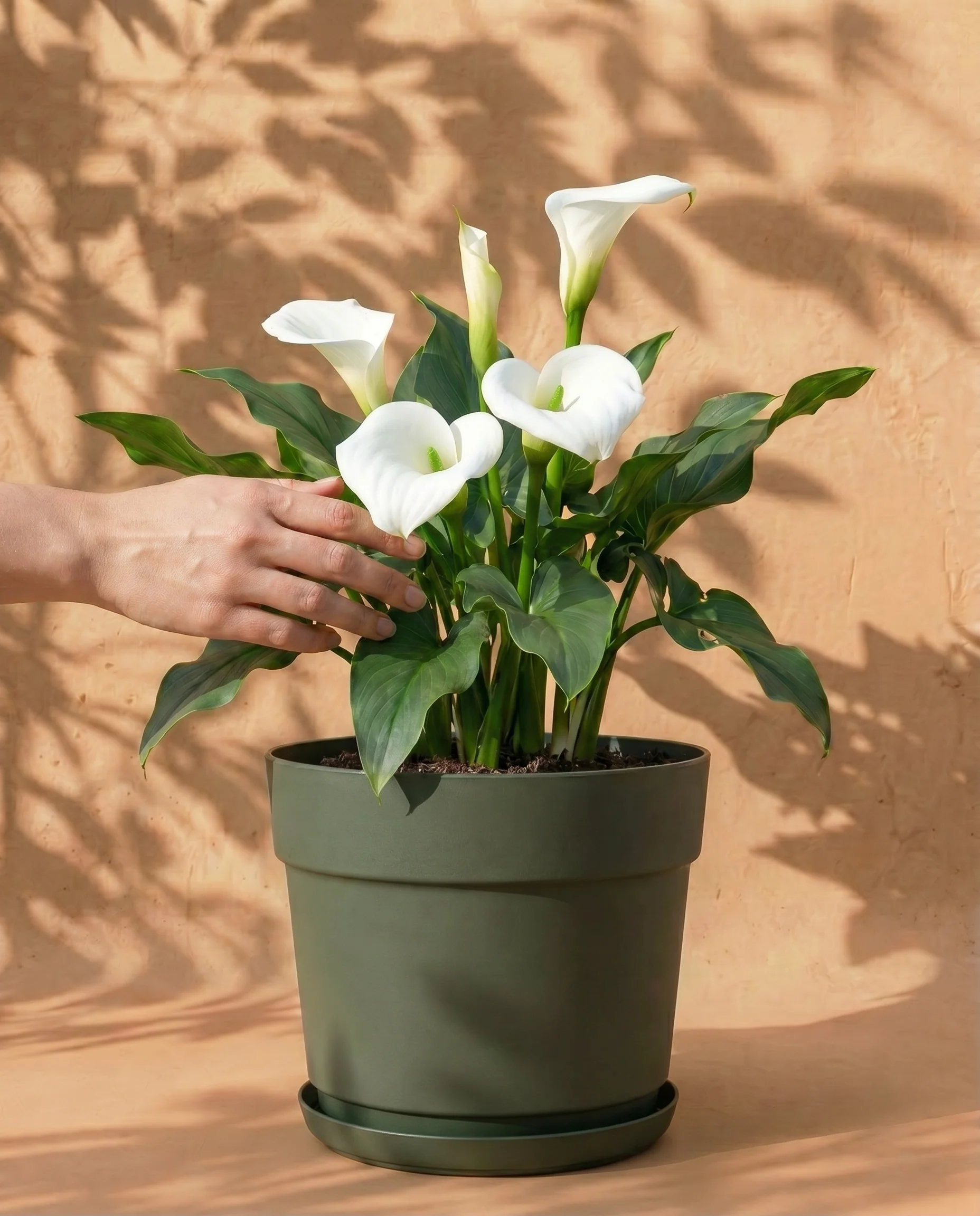 Calla (weiß)