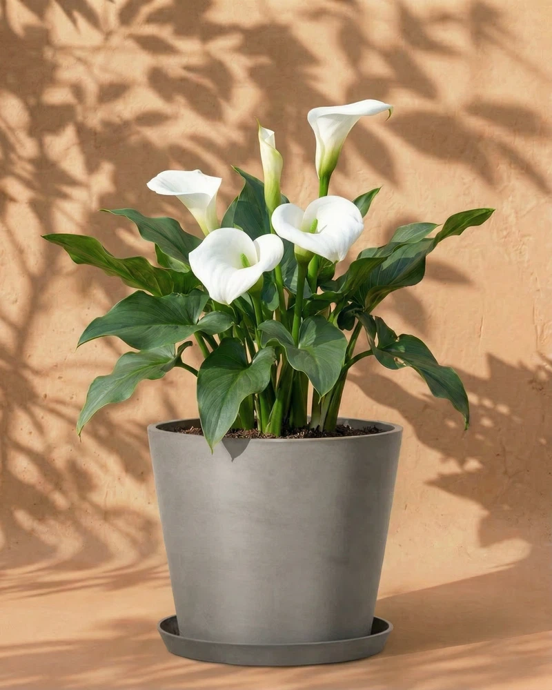 Calla (weiß) - Image 6