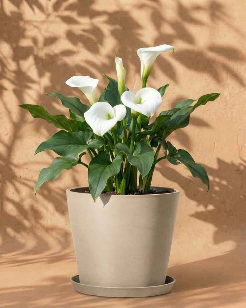 Calla (weiß) - Image 7
