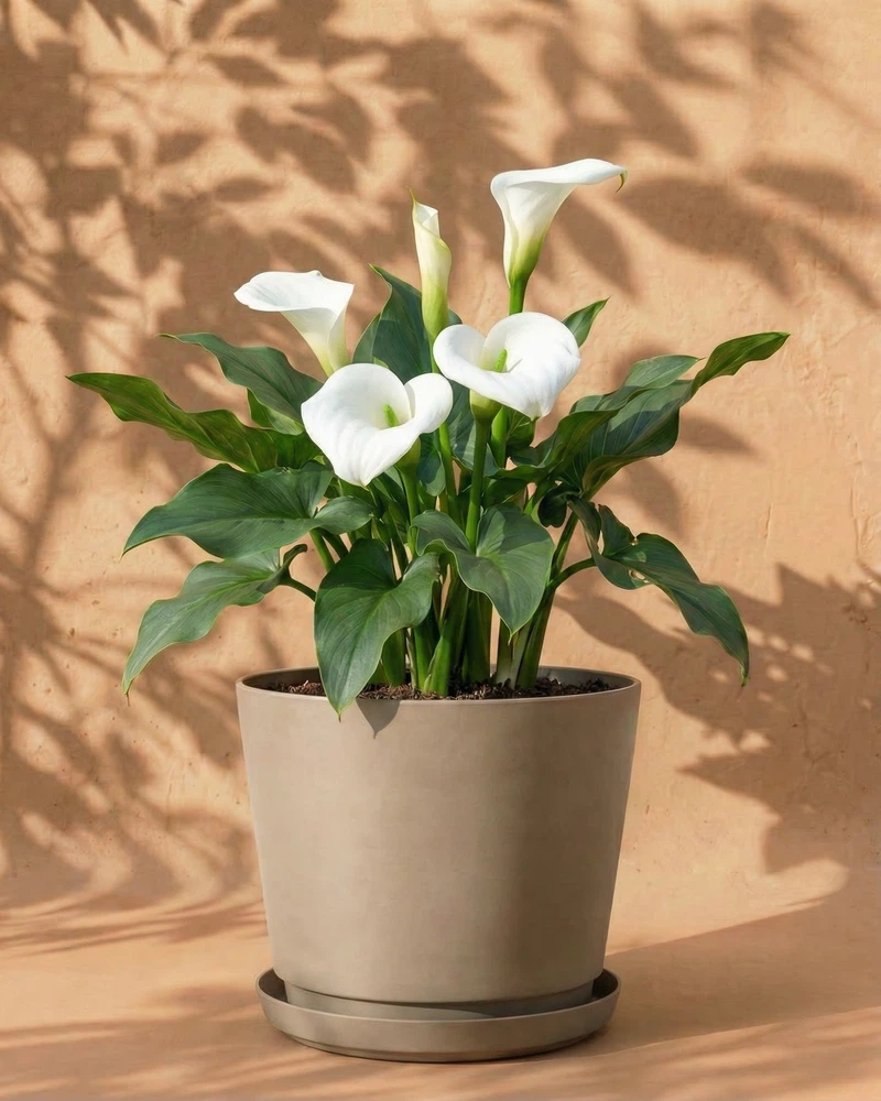 Calla (weiß) - Image 8