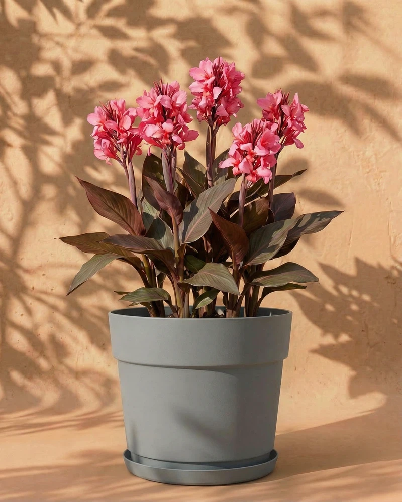 Canna (pink) - Image 7