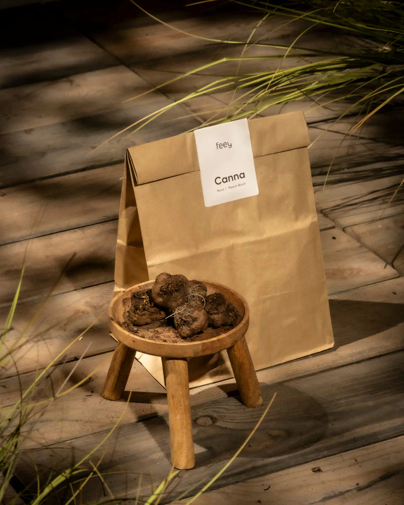 Canna (rosa) - Image 3