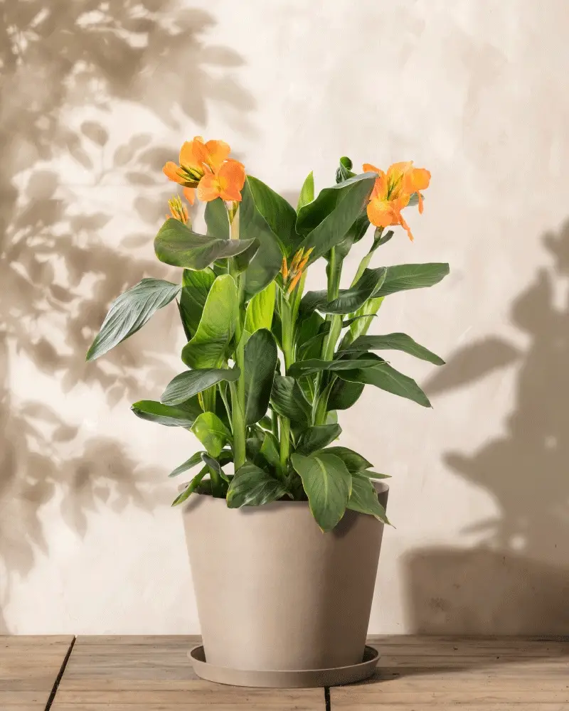 Canna (rosa) - Image 4