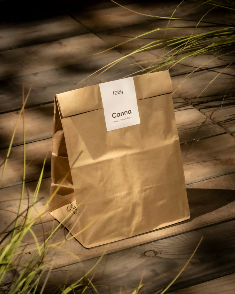 Canna (rosa) - Image 8