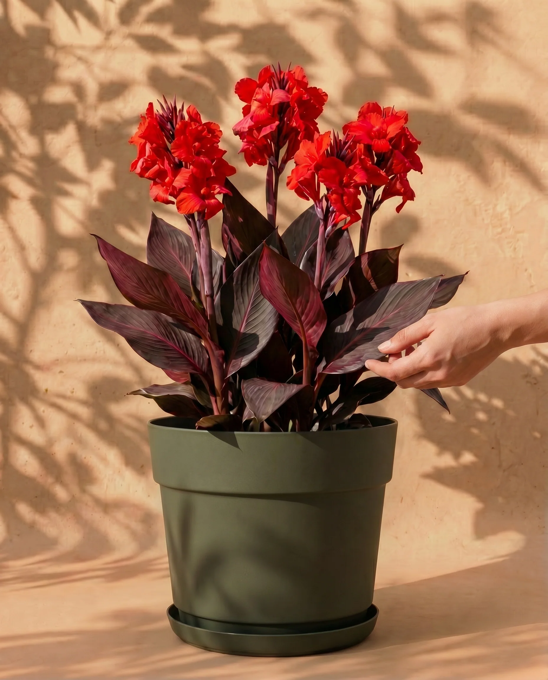 Canna (rot)