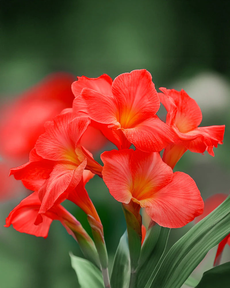 Canna (rot) - Image 2