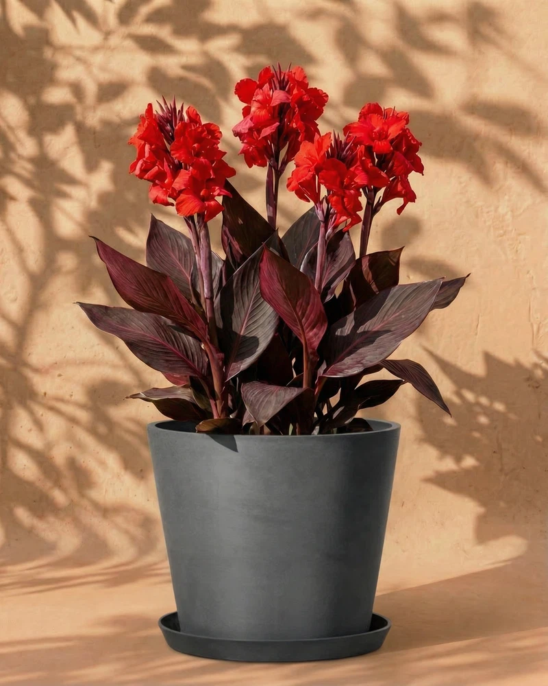 Canna (rot) - Image 5