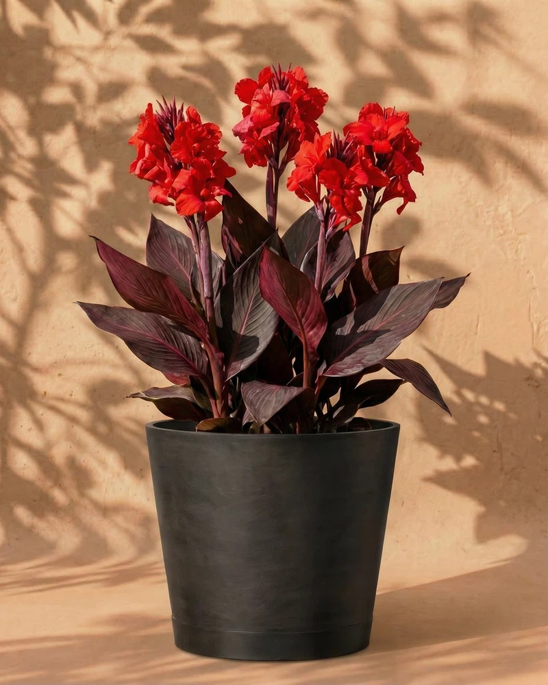 Canna (rot) - Image 6