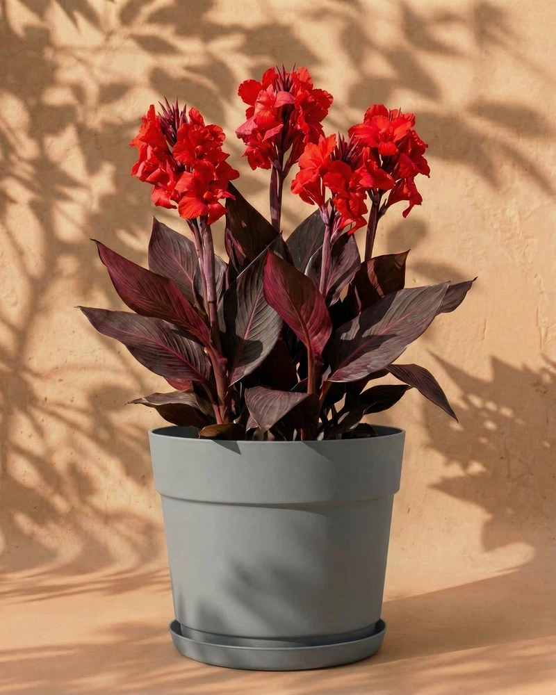 Canna (rot) - Image 7