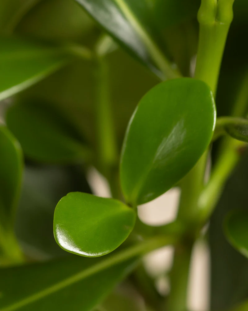 Clusia rosea 'Princess' - Image 11