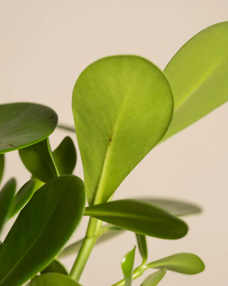 Clusia rosea 'Princess' - Image 14
