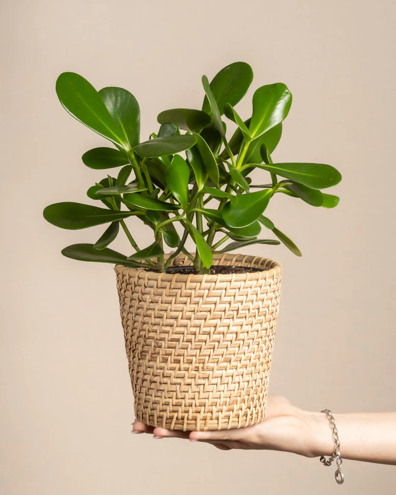 Clusia rosea 'Princess' - Image 18