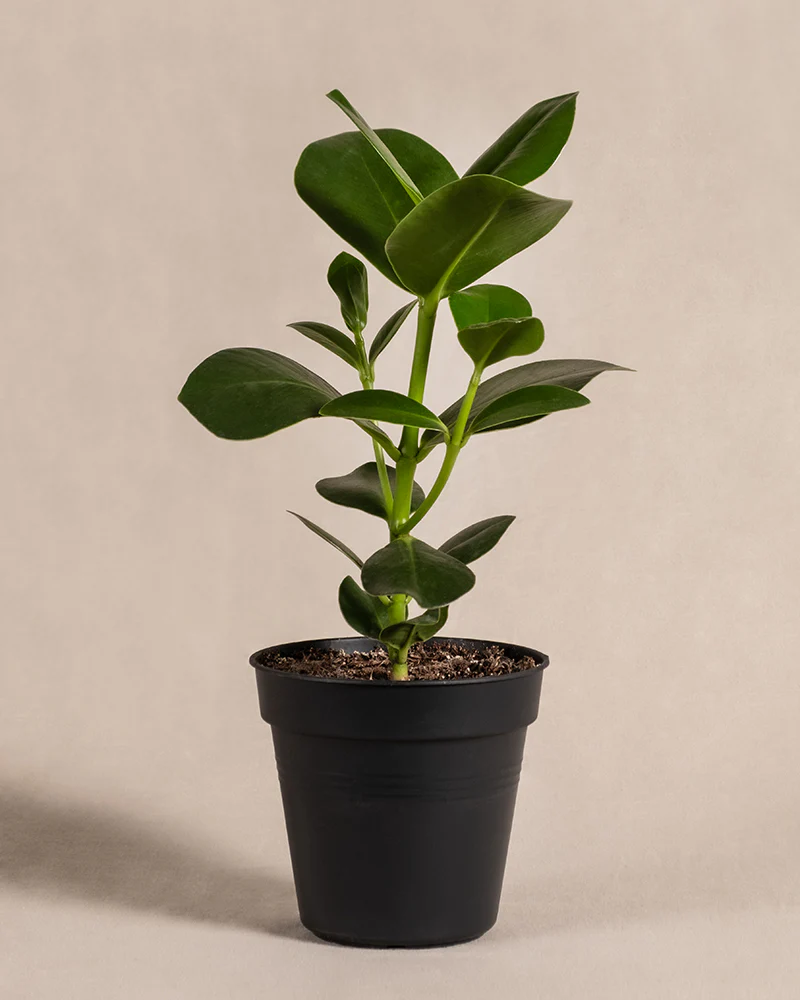 Clusia rosea 'Princess' - Image 3