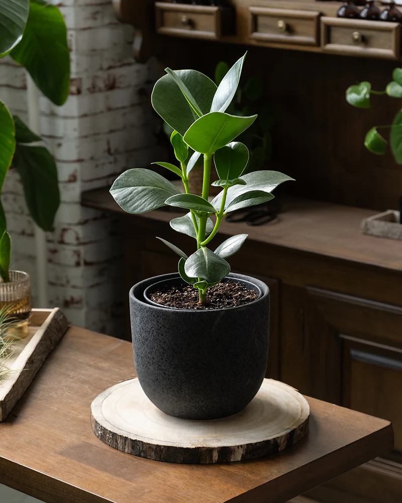 Clusia rosea 'Princess' - Image 4