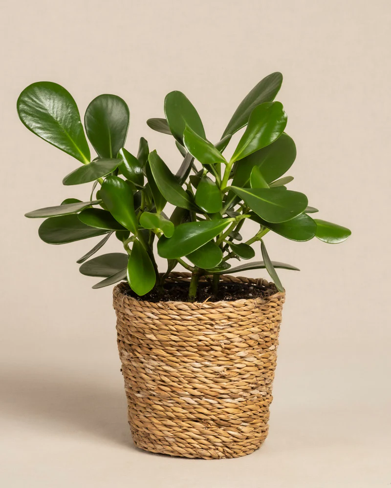 Clusia rosea 'Princess' - Image 9