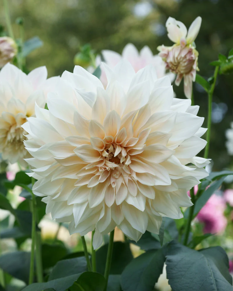 Dahlien (beige) - Image 11
