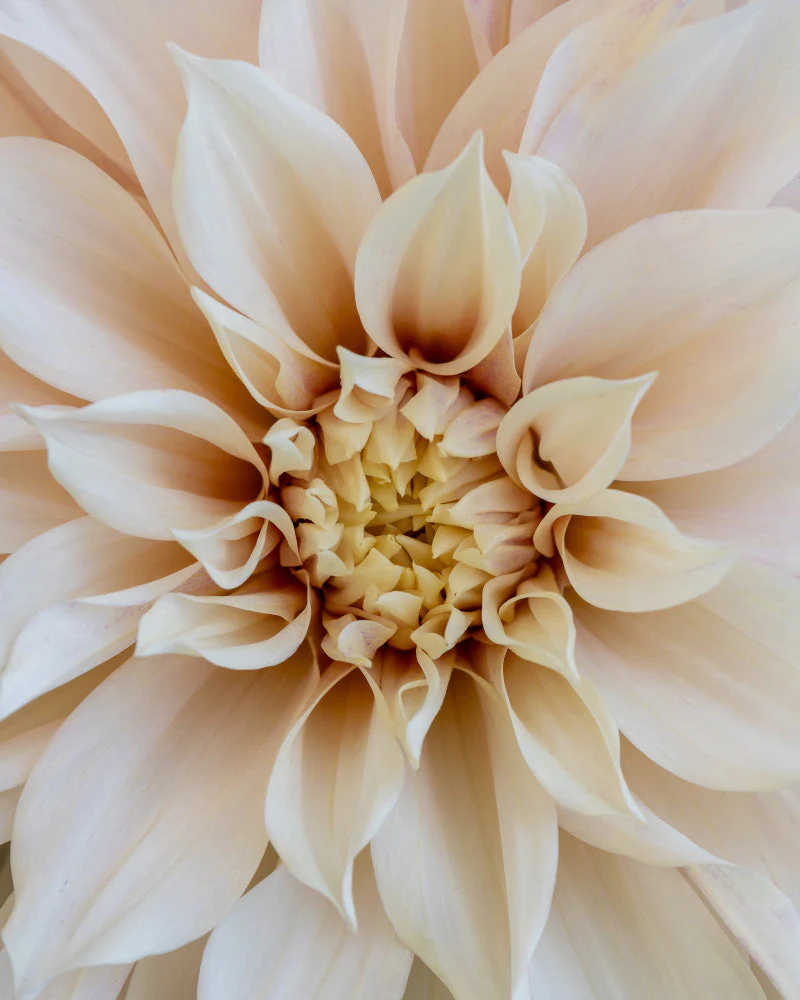 Dahlien (beige) - Image 2