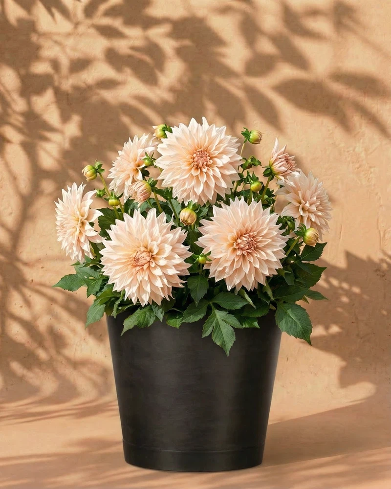 Dahlien (beige) - Image 5