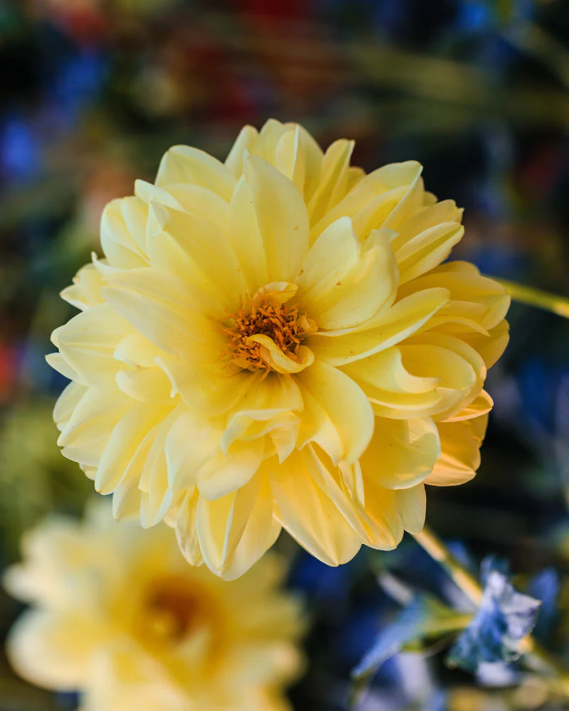 Dahlien (gelb) - Image 2
