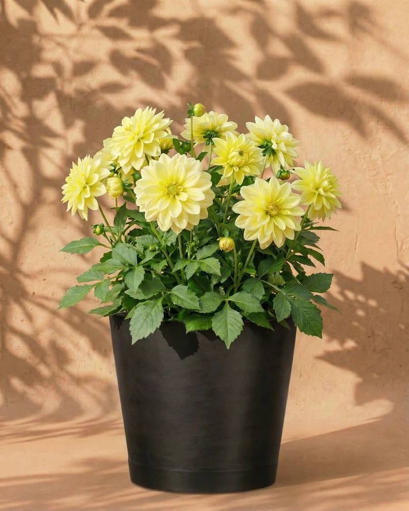 Dahlien (gelb) - Image 5
