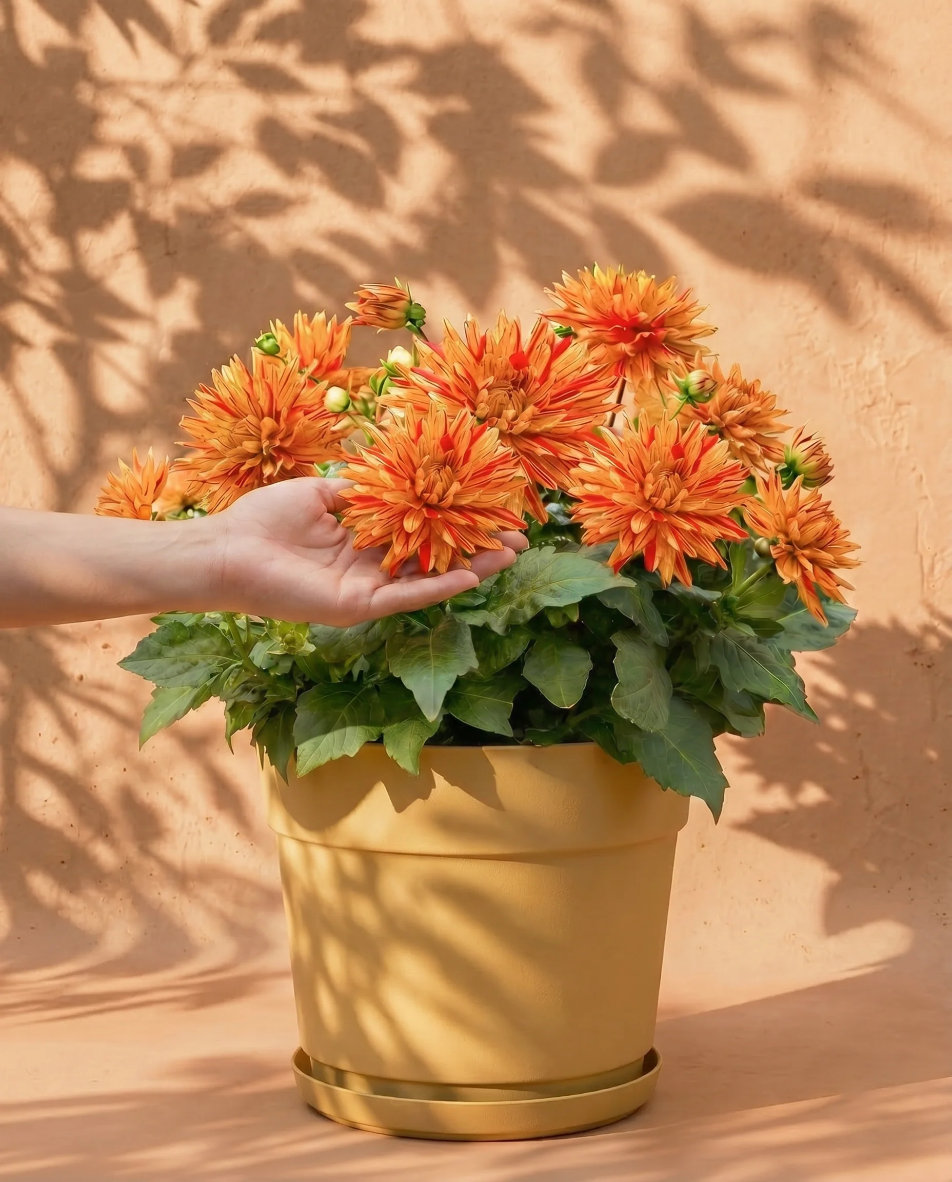Dahlien (hellorange)