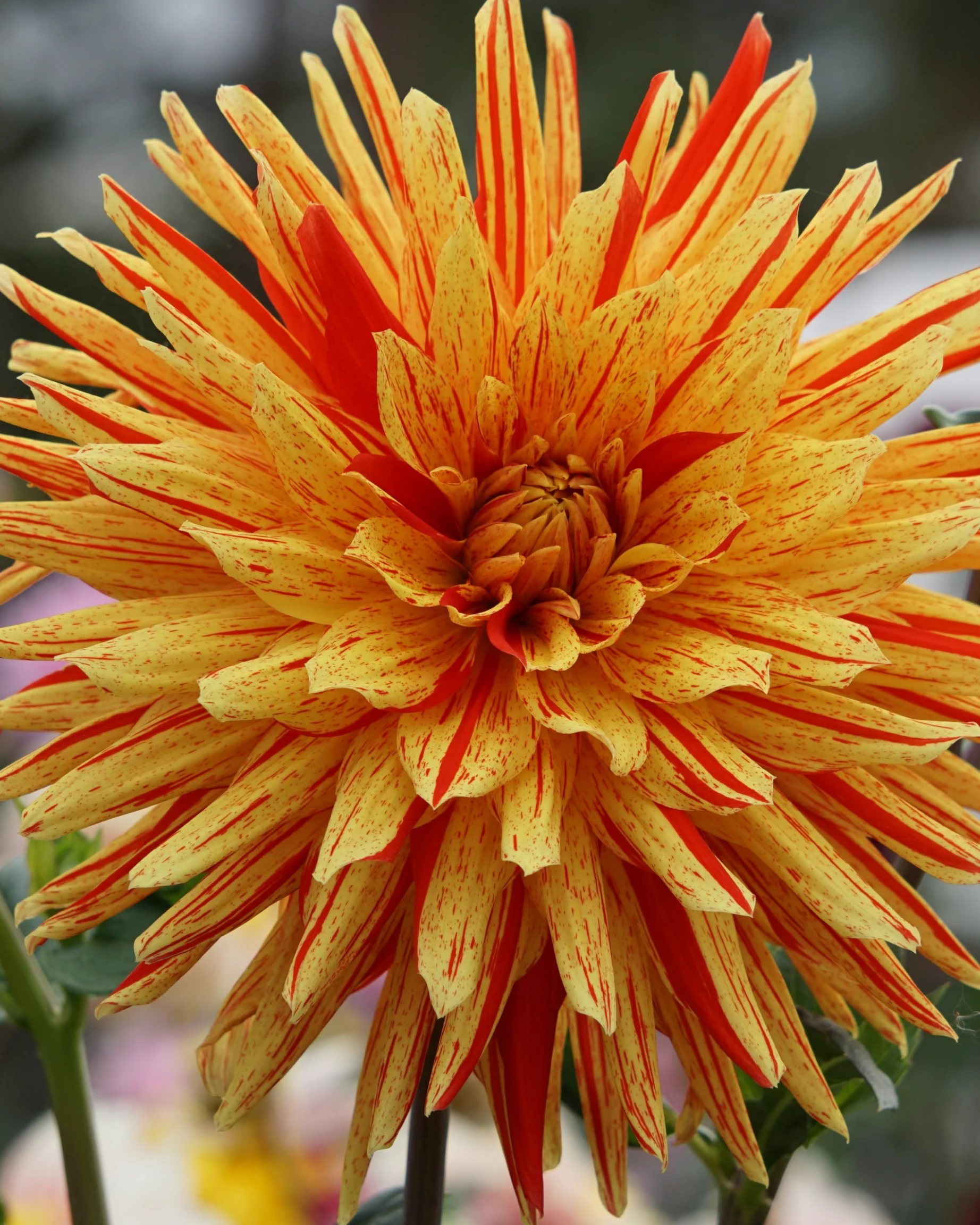 Dahlien (hellorange) - Image 2