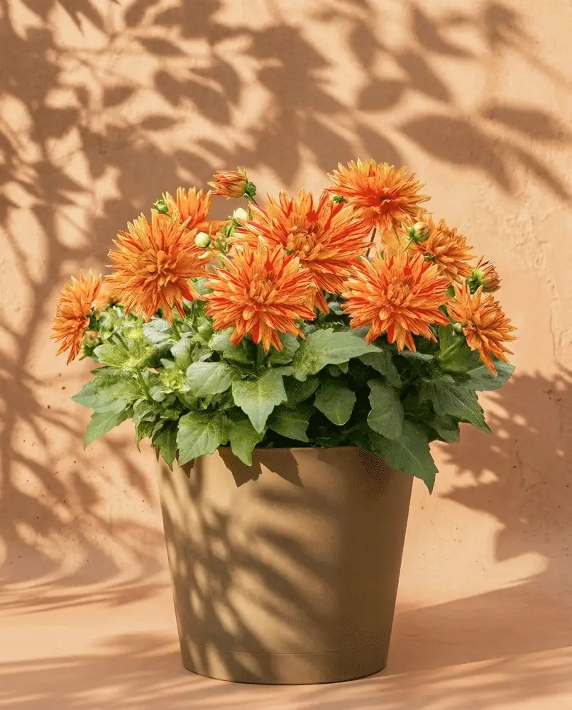 Dahlien (hellorange) - Image 5