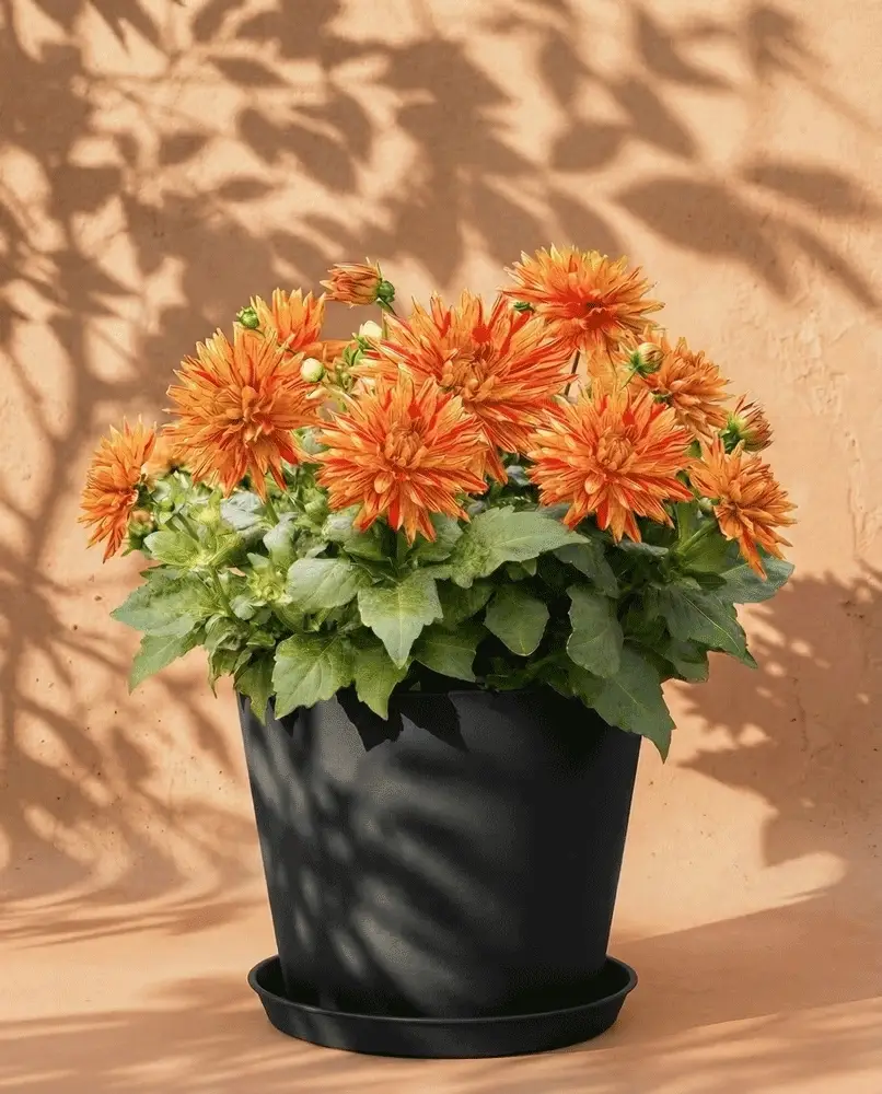 Dahlien (hellorange) - Image 6