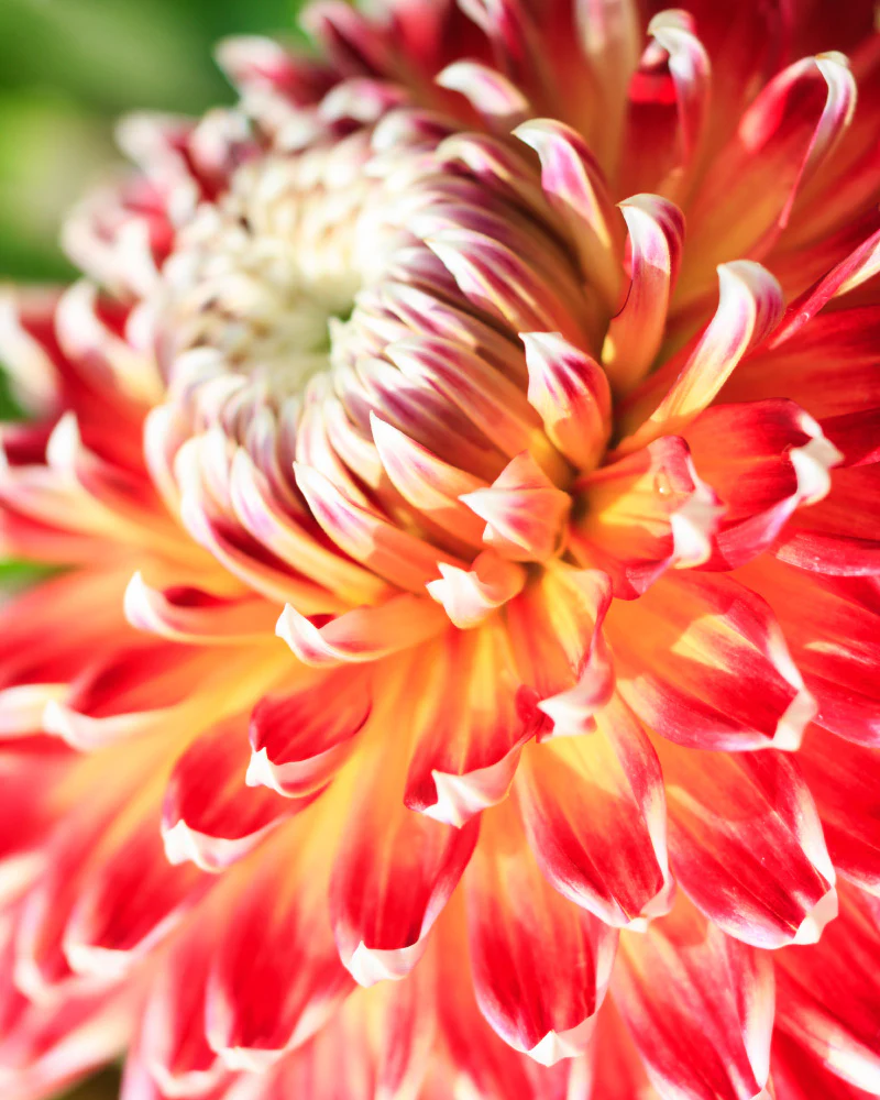 Dahlien (orange-rot) - Image 11