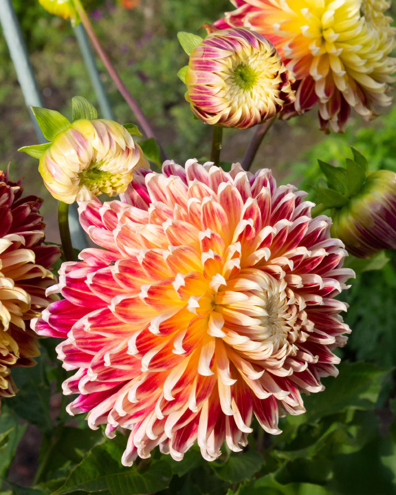 Dahlien (orange-rot) - Image 2