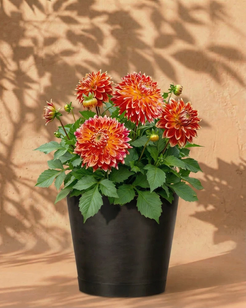 Dahlien (orange-rot) - Image 6