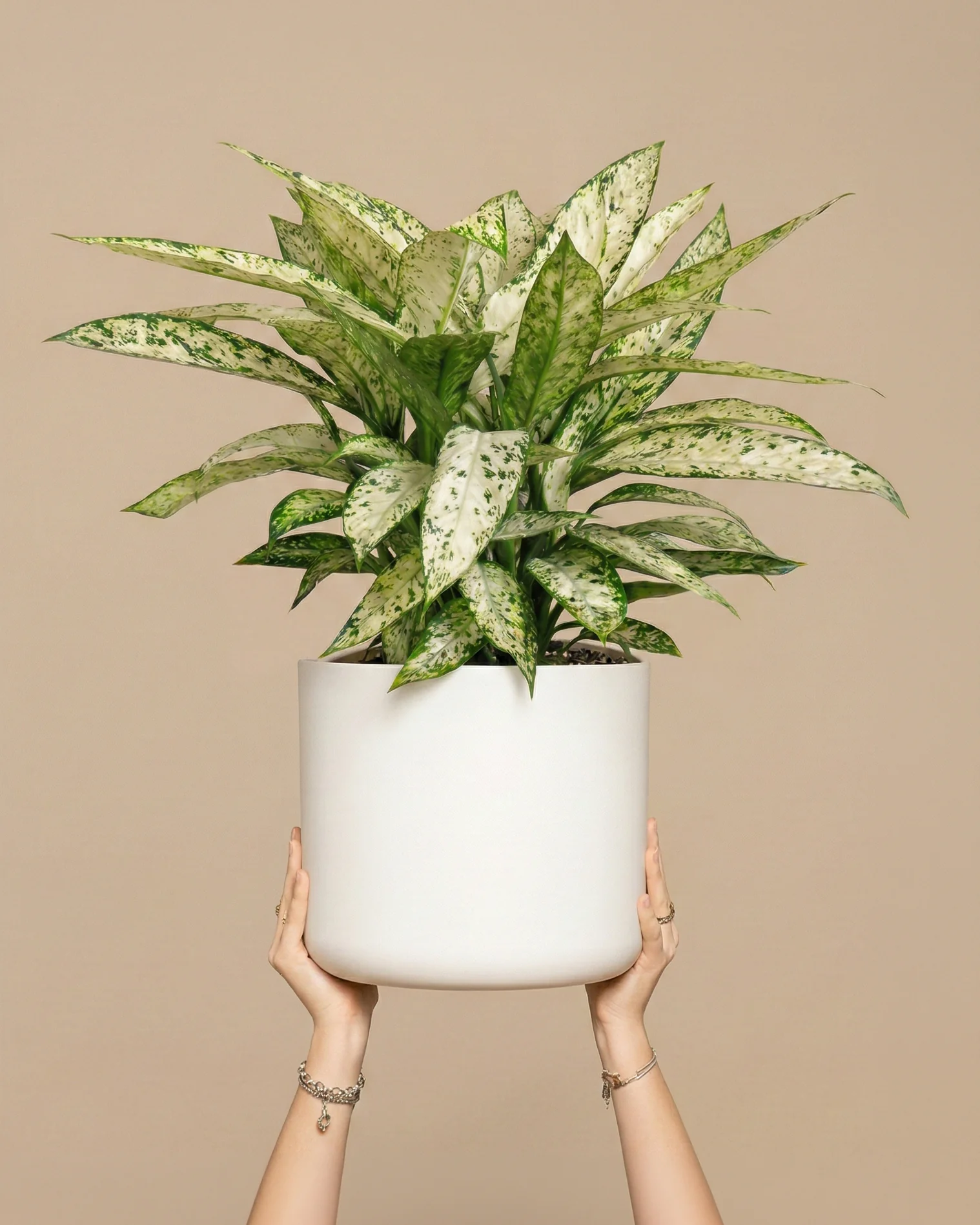 Dieffenbachia 'Vesuvius'
