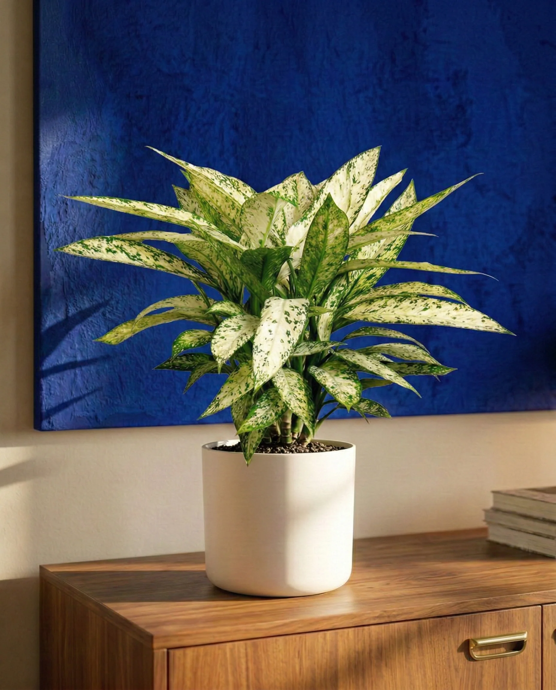 Dieffenbachia 'Vesuvius' - Image 2