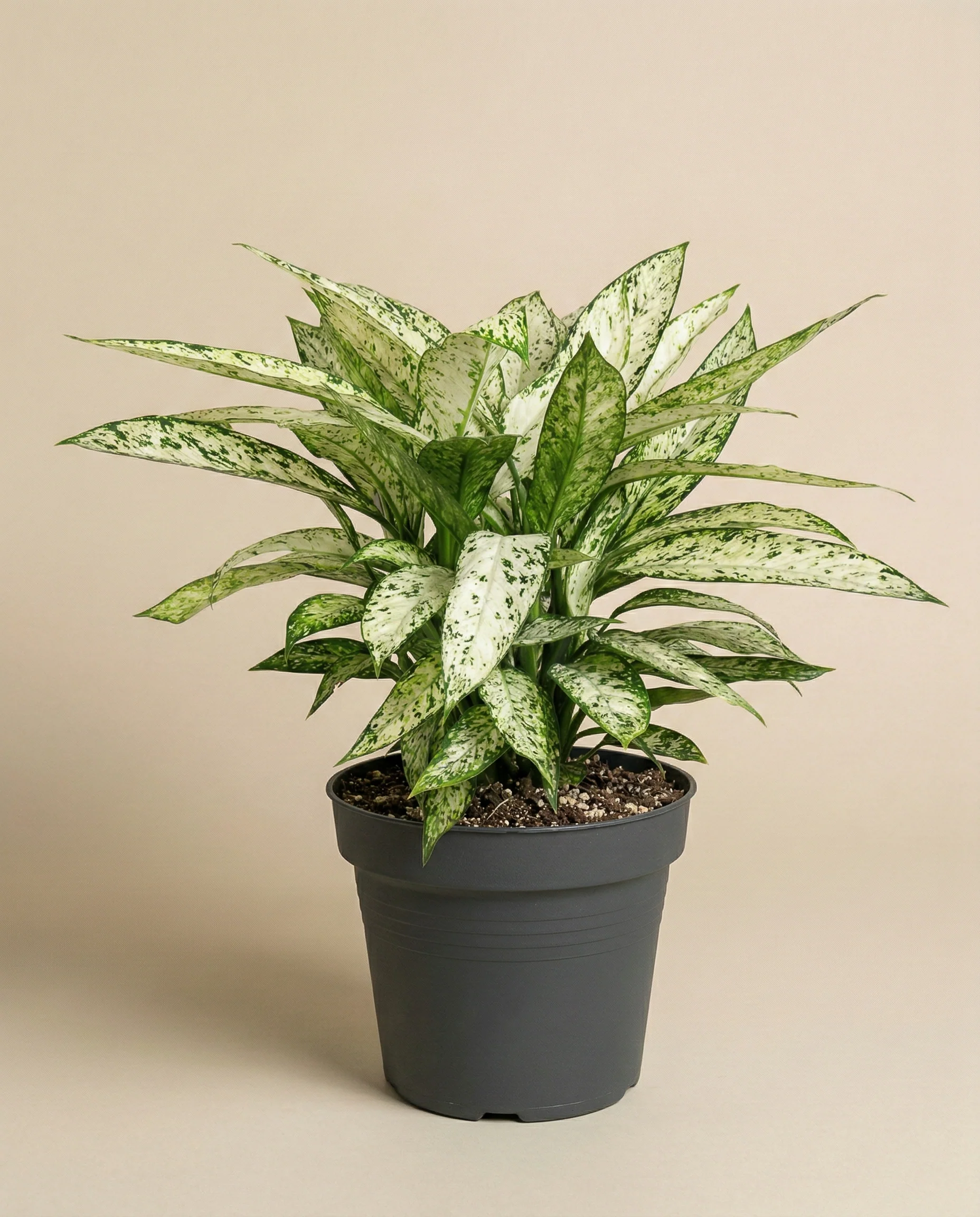 Dieffenbachia 'Vesuvius' - Image 3