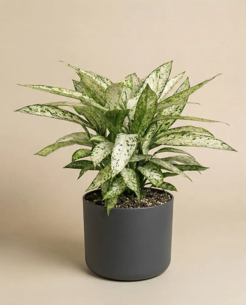Dieffenbachia 'Vesuvius' - Image 4