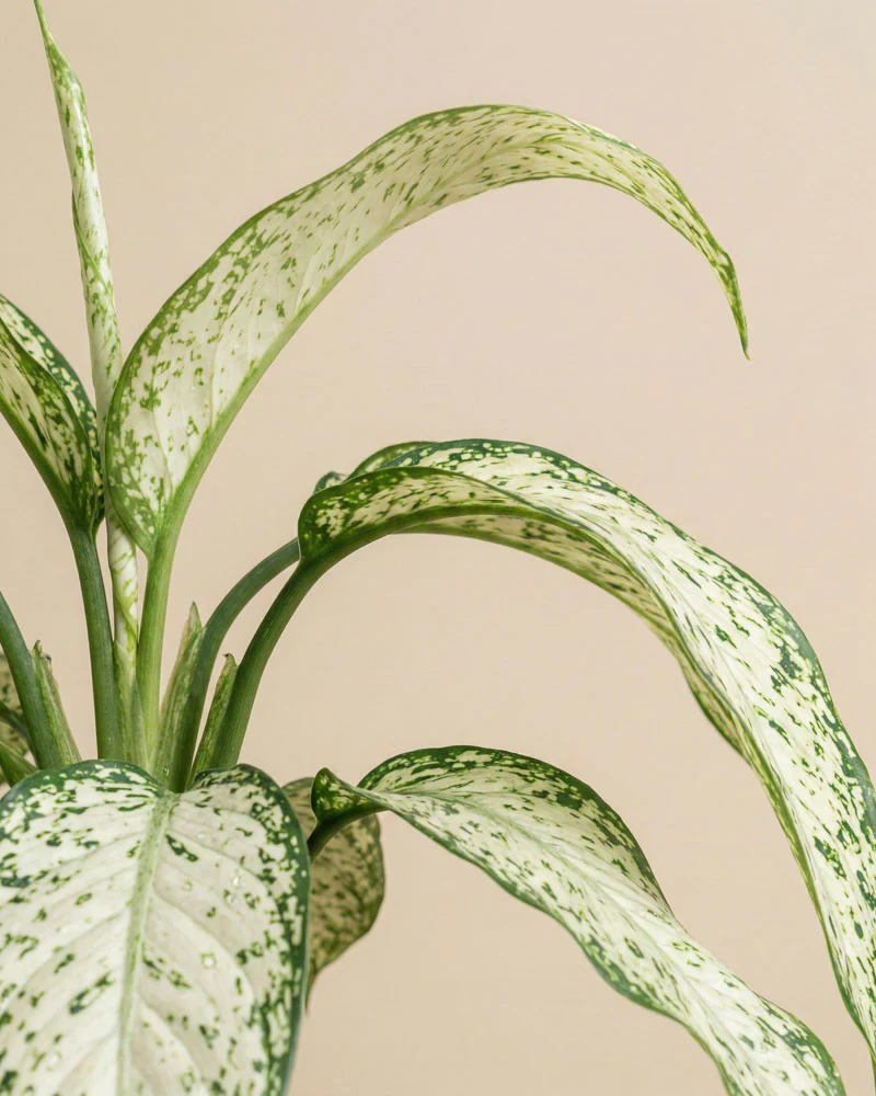Dieffenbachia 'Vesuvius' - Image 5