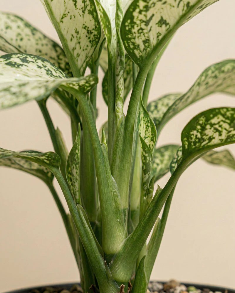 Dieffenbachia 'Vesuvius' - Image 6