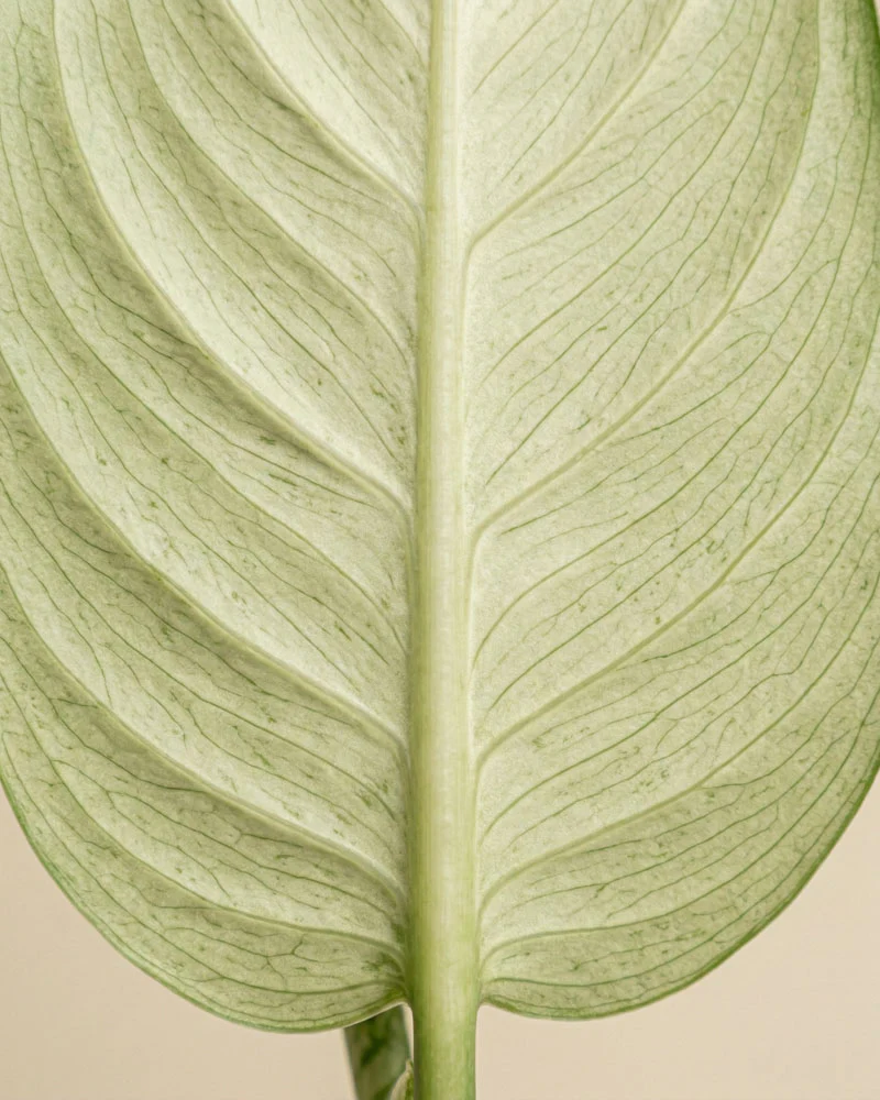 Dieffenbachia 'Vesuvius' - Image 7
