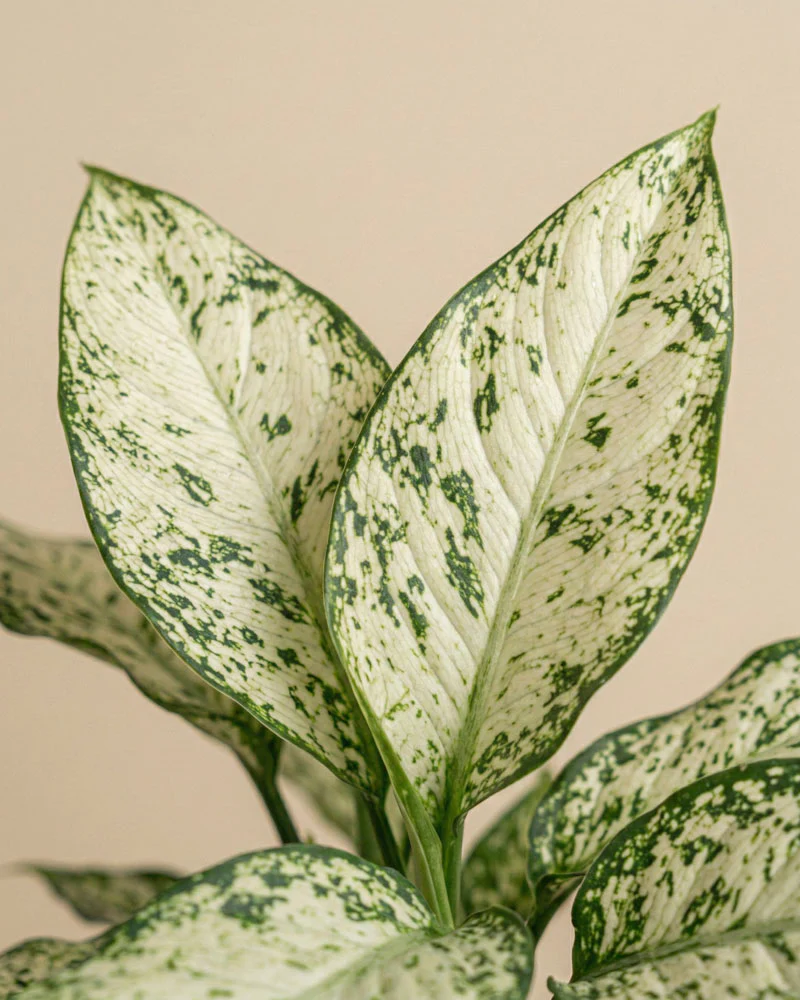 Dieffenbachia 'Vesuvius' - Image 8
