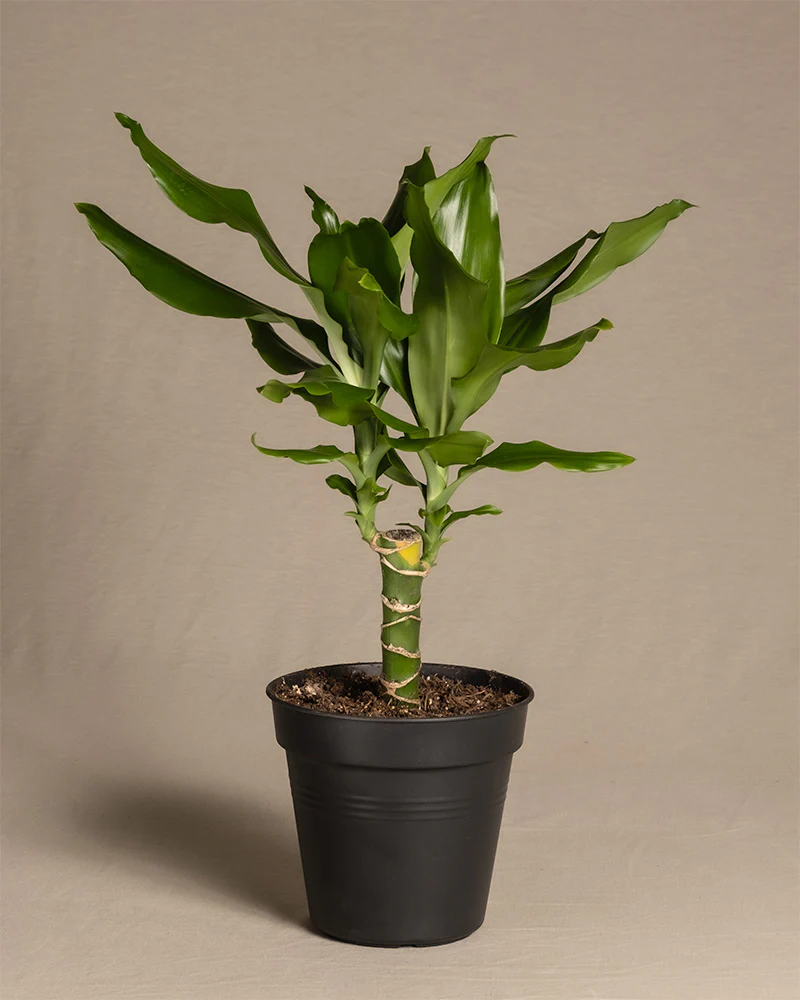 Drachenbaum - Image 3