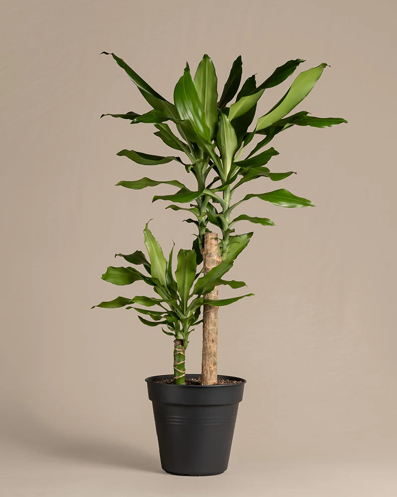 Großer Drachenbaum - Image 3