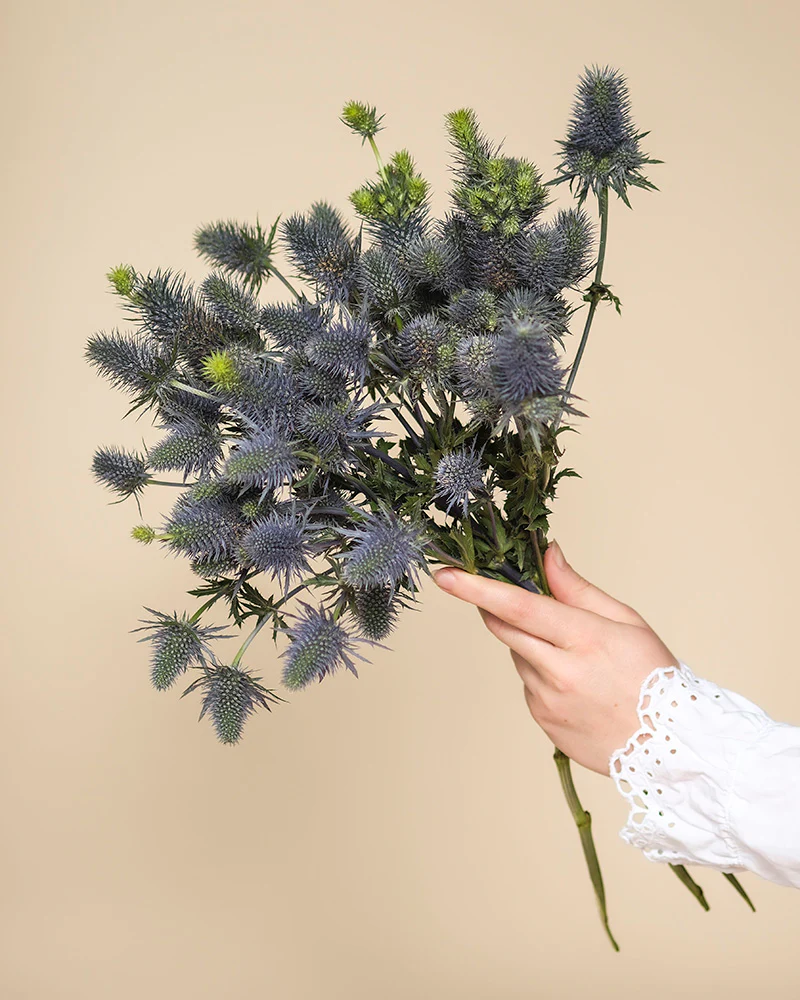 Edeldistel - Image 3