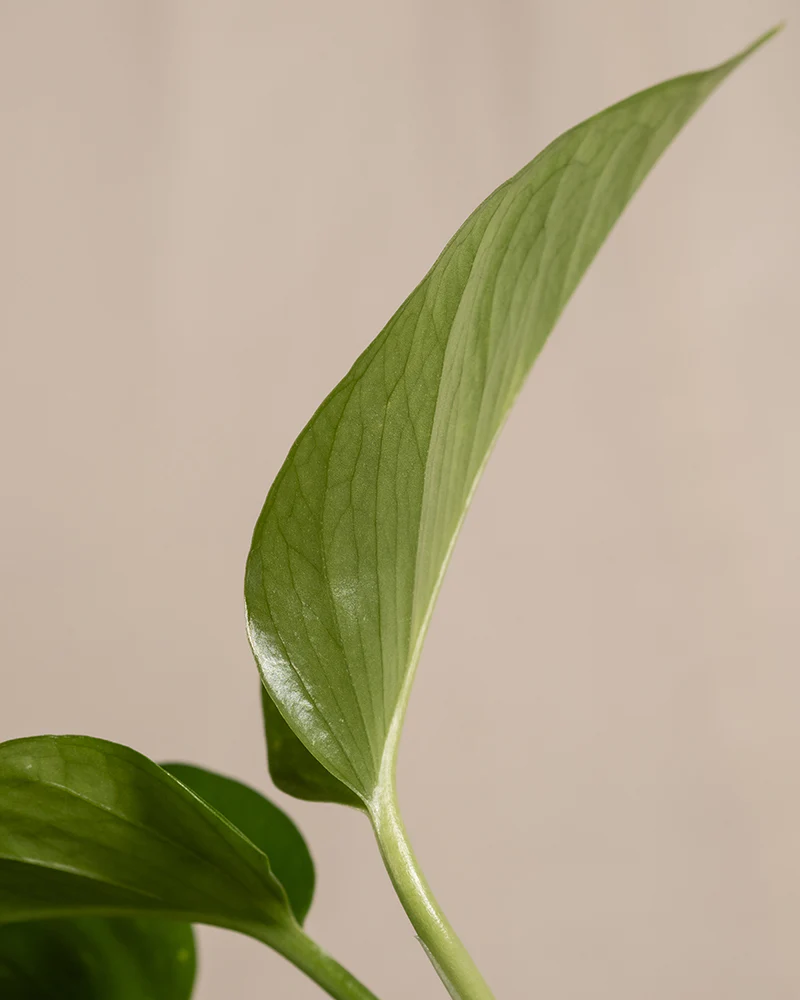 Efeutute - Image 12